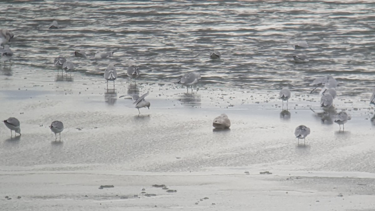 Glaucous Gull - Daniel Casey