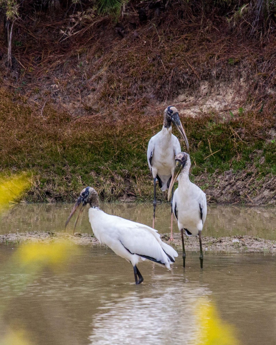 Wood Stork - ML75578131