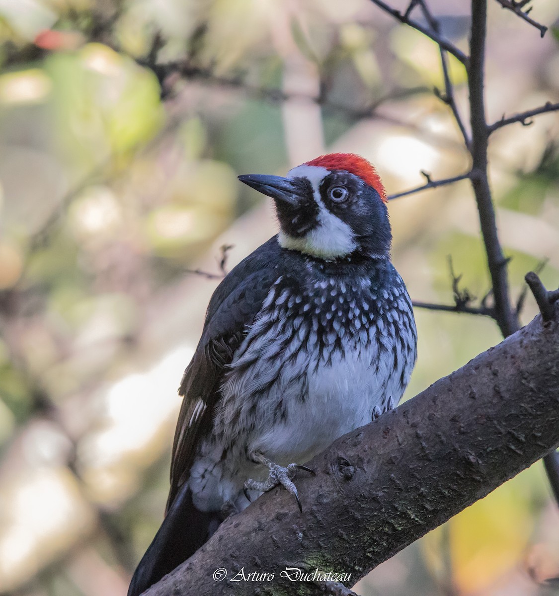 Acorn Woodpecker - Arturo Duchateau