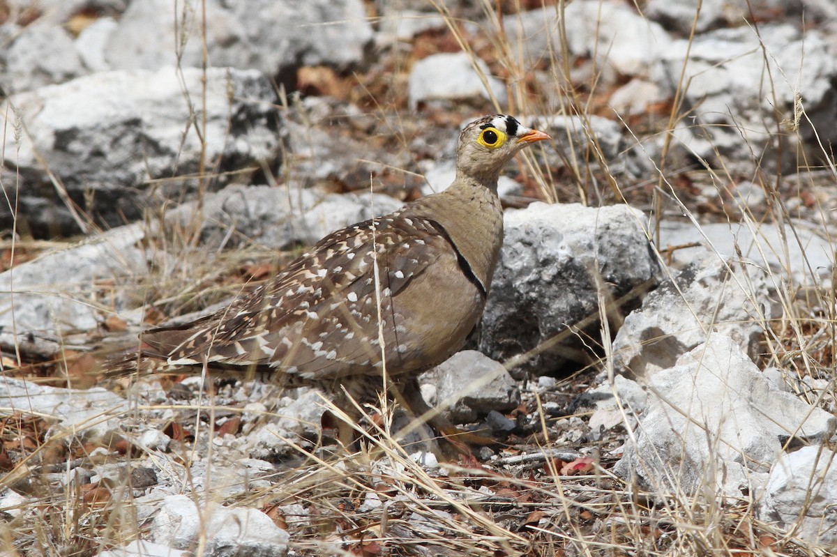 Double-banded Sandgrouse - ML75580581