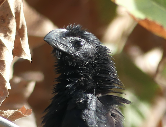 Groove-billed Ani - ML75581341