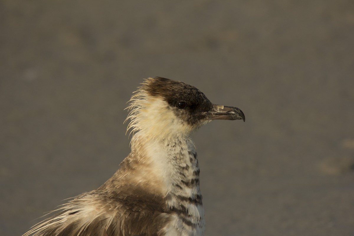 Pomarine Jaeger - ML75581471