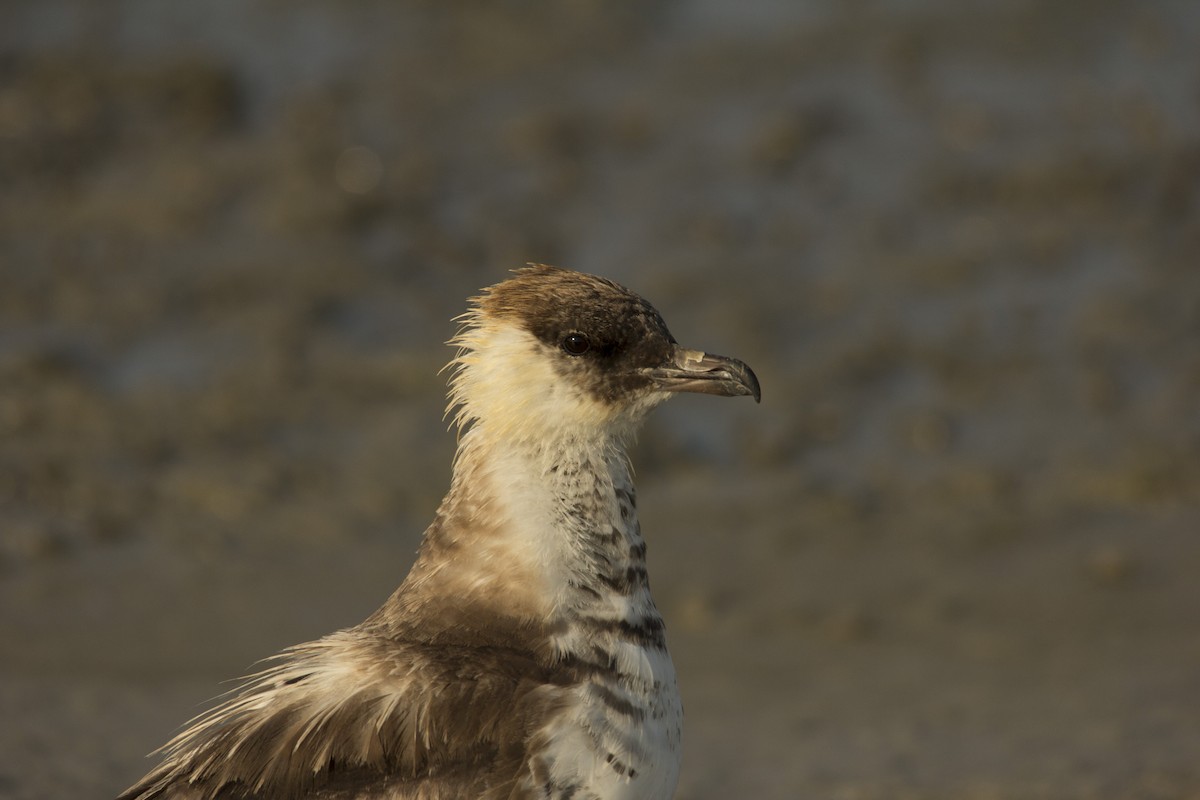 Pomarine Jaeger - ML75581481