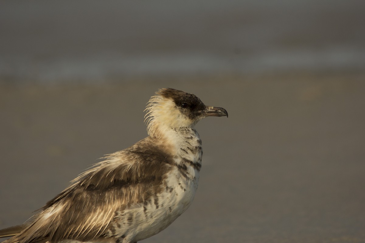 Pomarine Jaeger - ML75581491