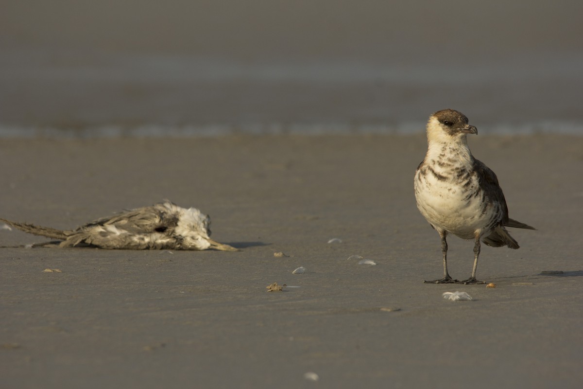 Pomarine Jaeger - ML75581501