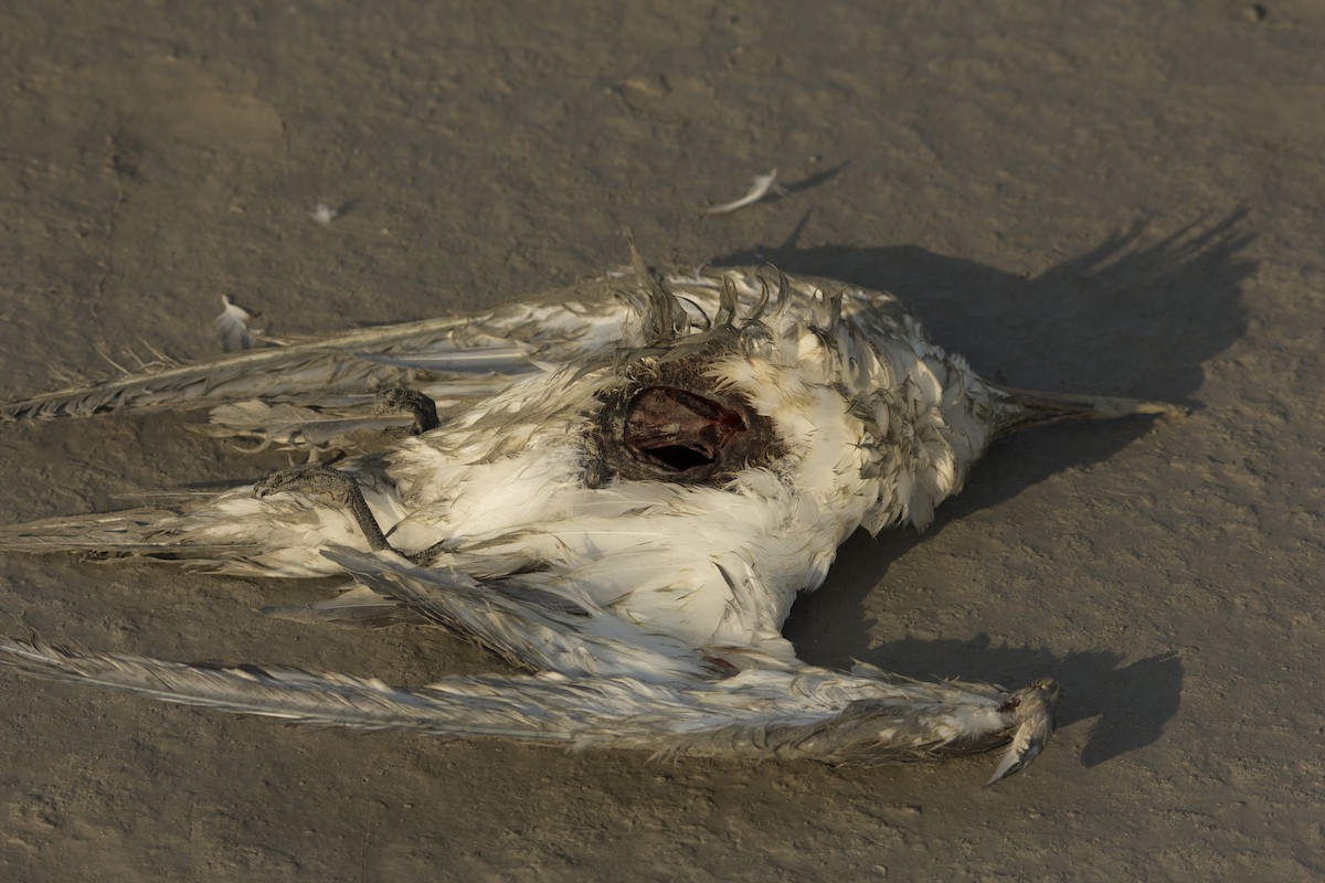 Pomarine Jaeger - Vinoba Anand