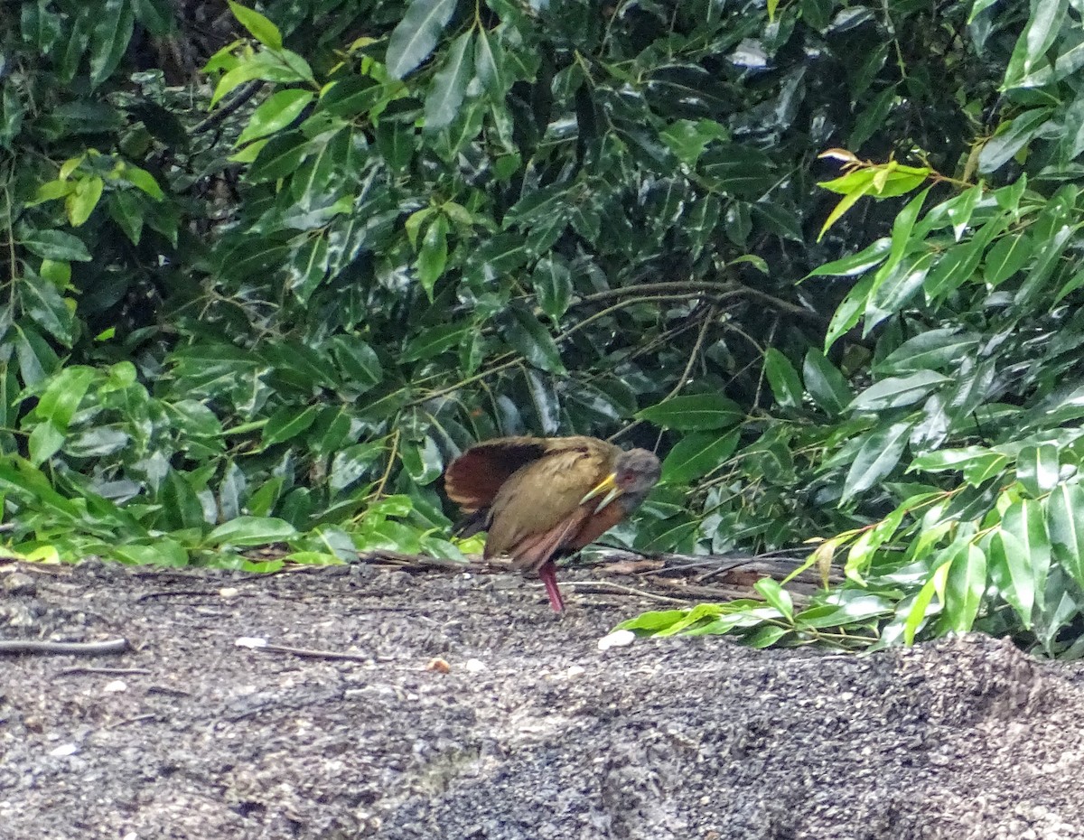 Gray-cowled Wood-Rail - ML75581561