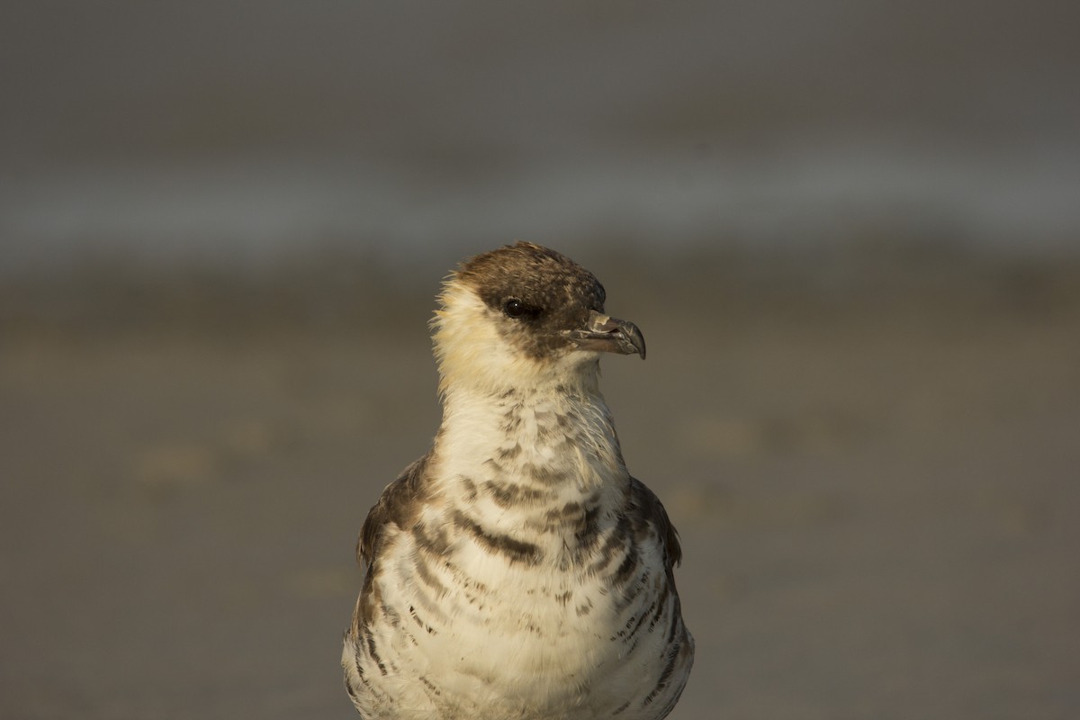 Pomarine Jaeger - ML75581611