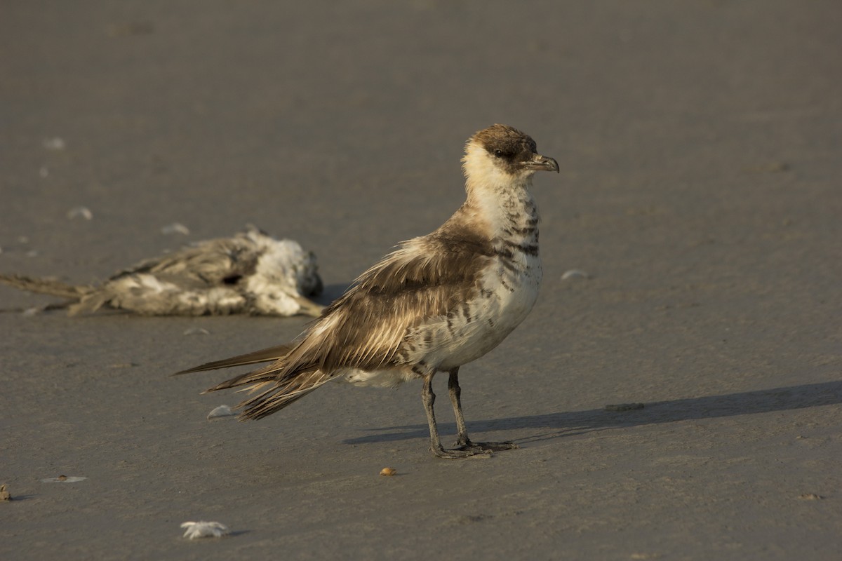 Pomarine Jaeger - ML75581621