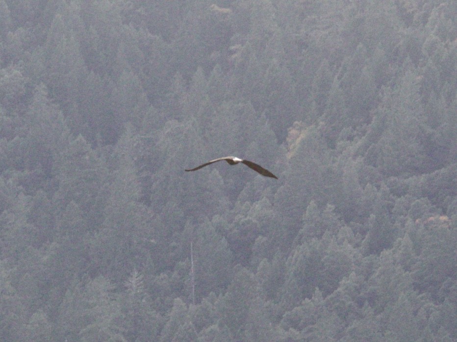 Белоголовый орлан - ML75582501