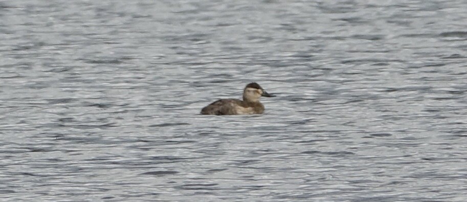 Ruddy Duck - ML75582551