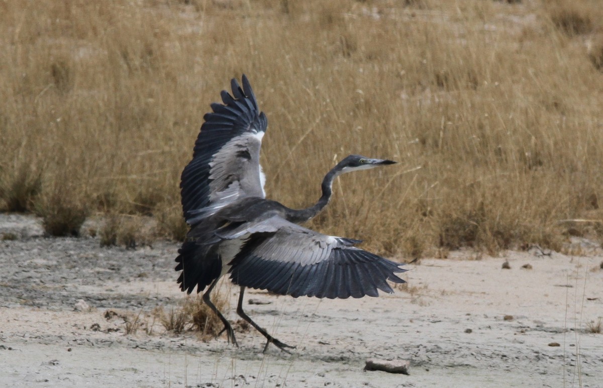 Black-headed Heron - ML75582961