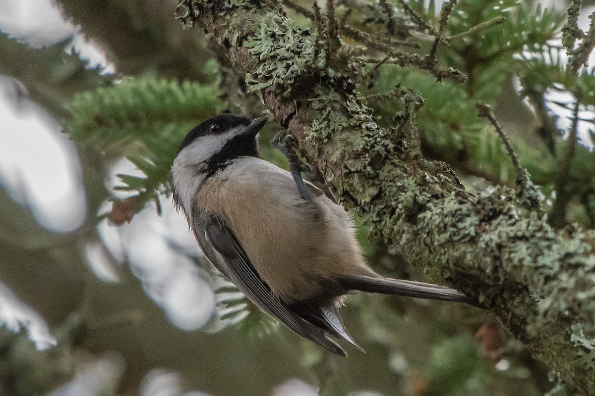 Black-capped Chickadee - ML75583141