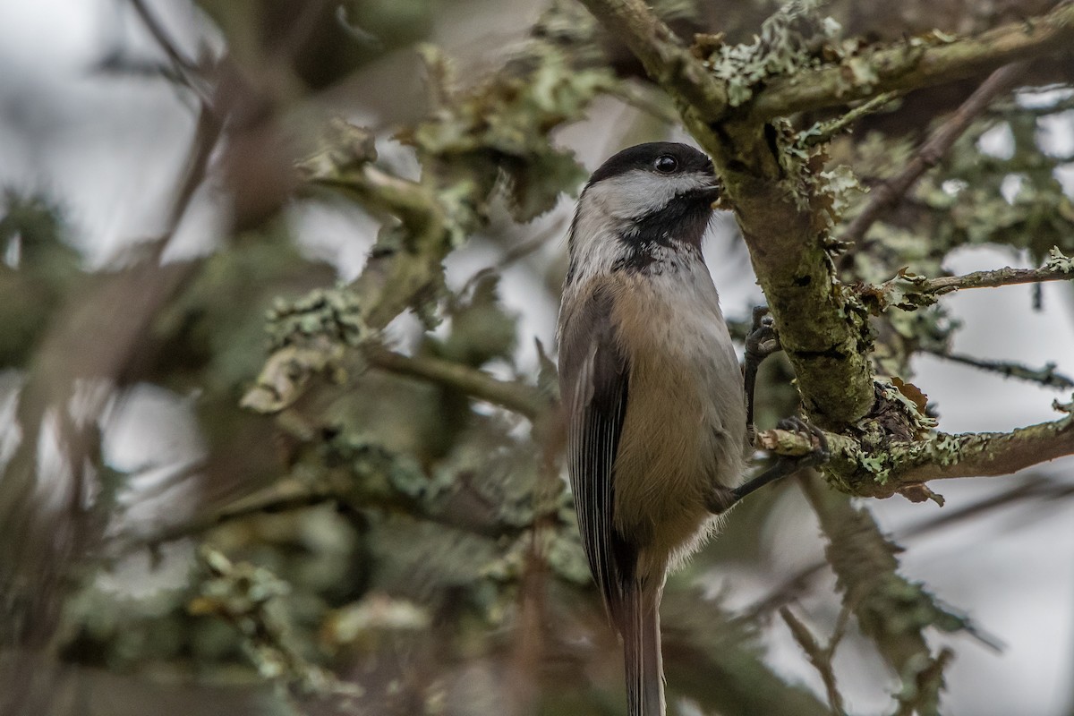 Black-capped Chickadee - ML75583161