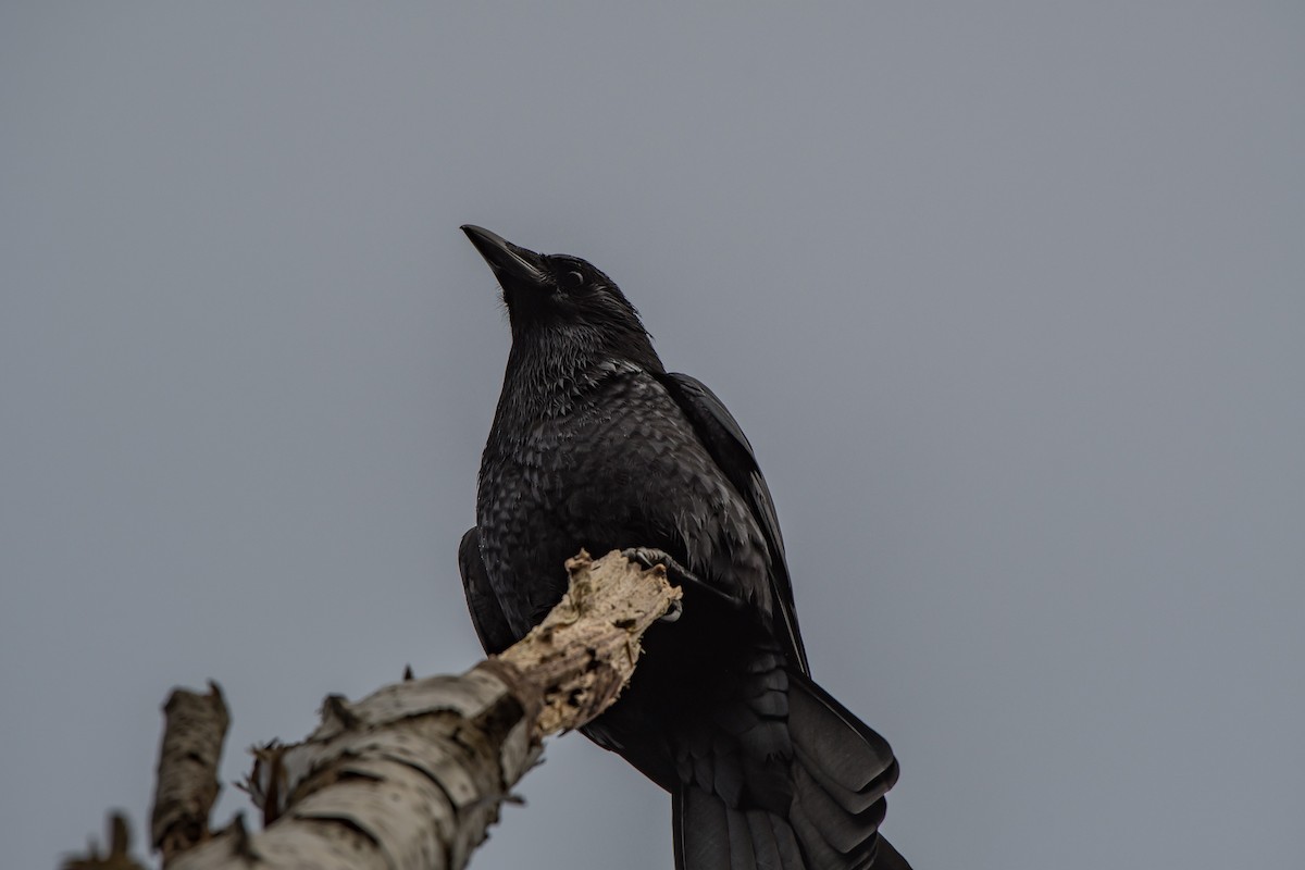 American Crow - ML75583171