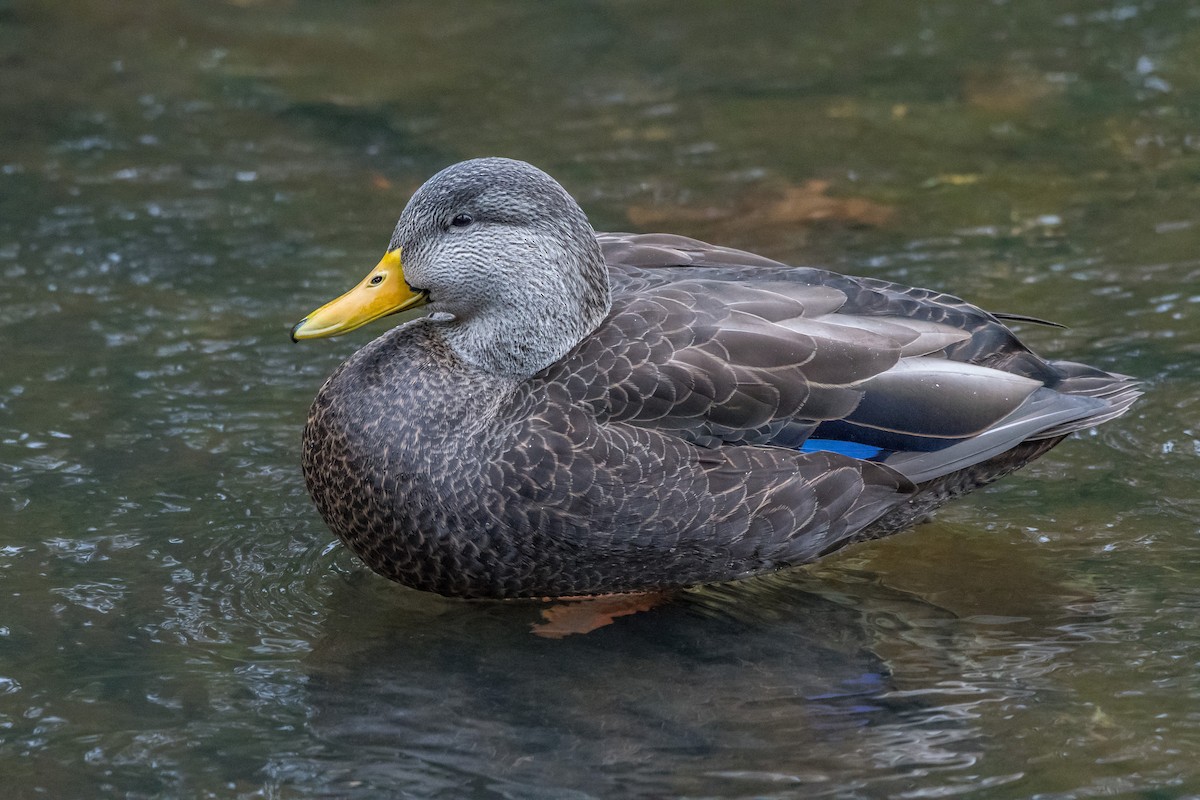 Mallard/American Black Duck - ML75583191