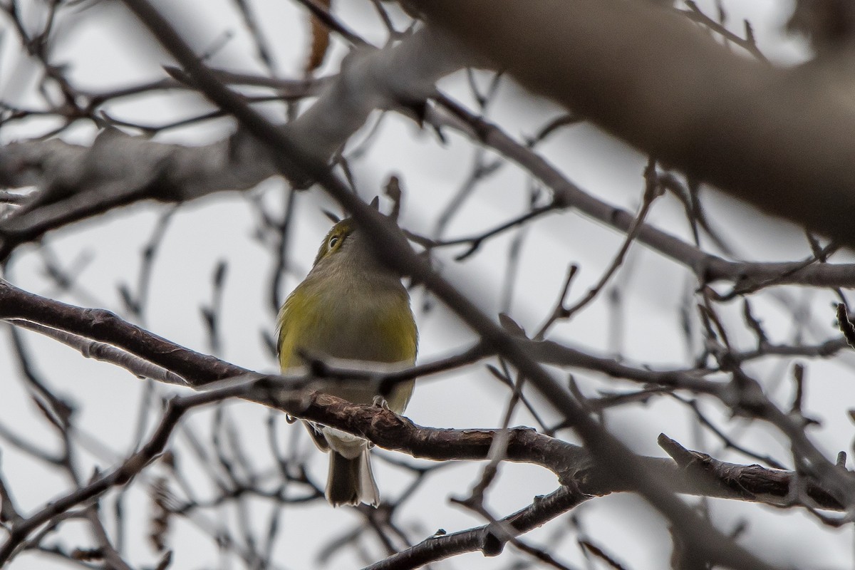 White-eyed Vireo - Frank King