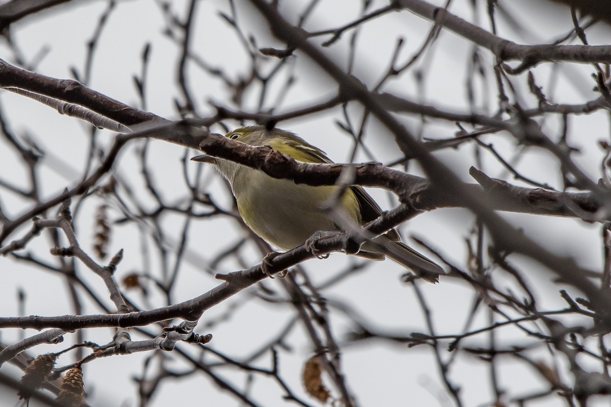 White-eyed Vireo - Frank King