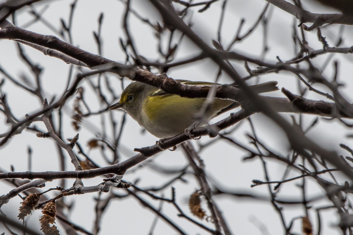 White-eyed Vireo - Frank King