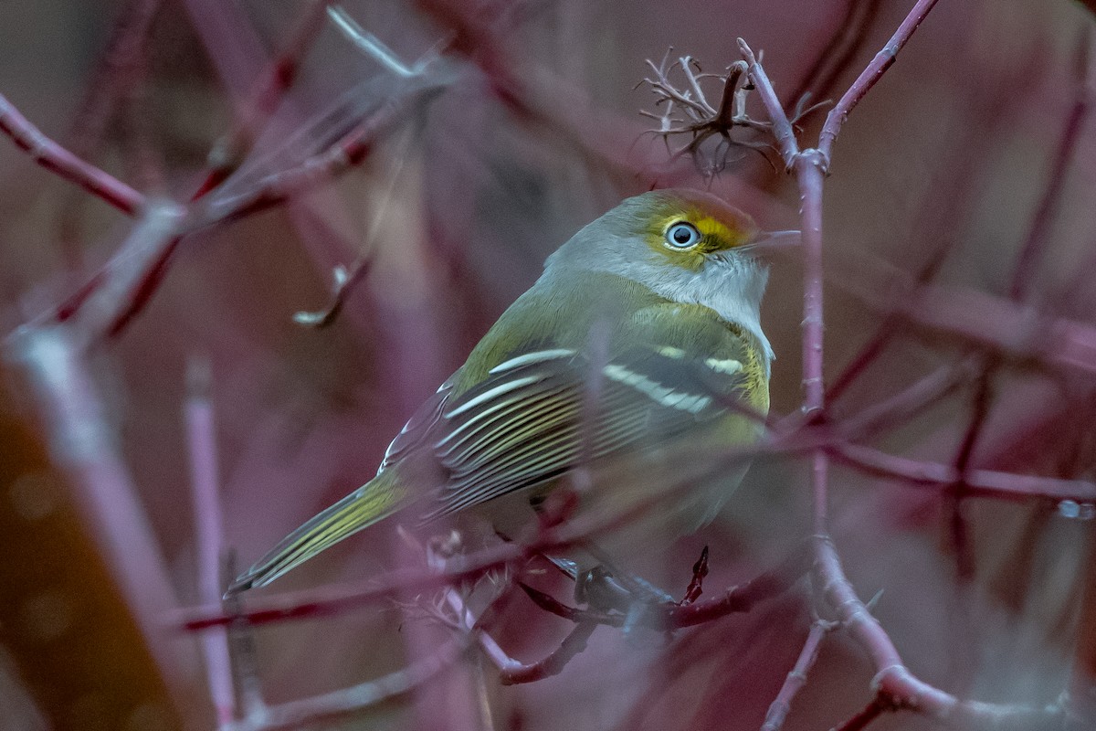 White-eyed Vireo - Frank King