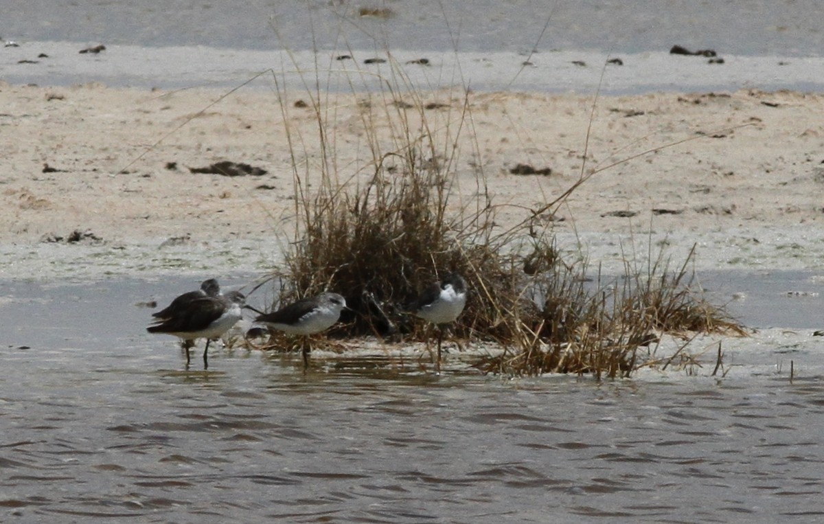 Marsh Sandpiper - ML75583671