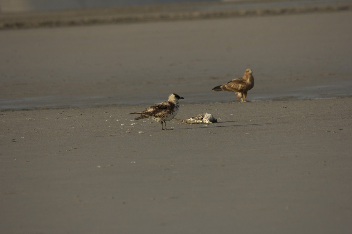 Pomarine Jaeger - ML75583791