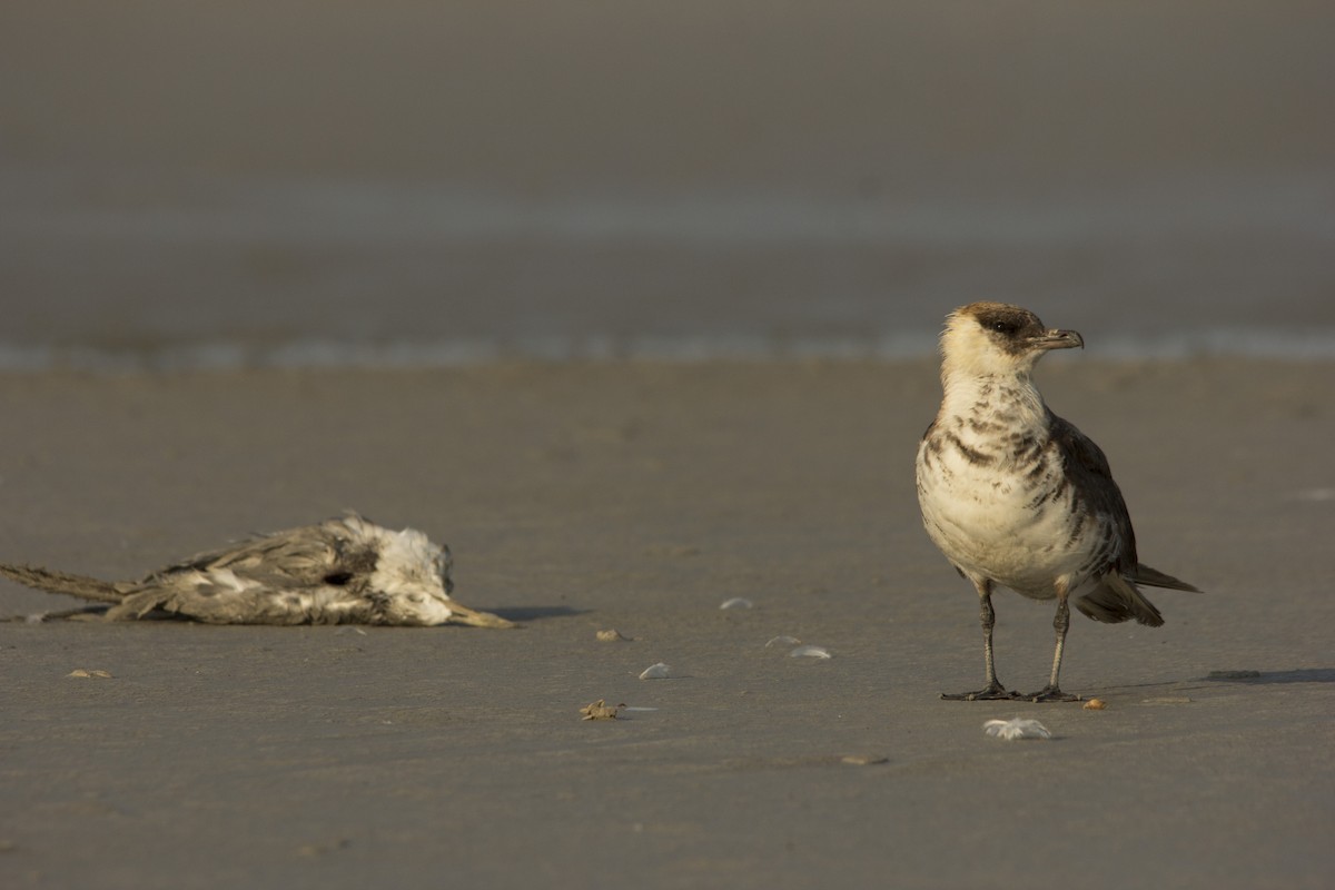 Pomarine Jaeger - ML75583801