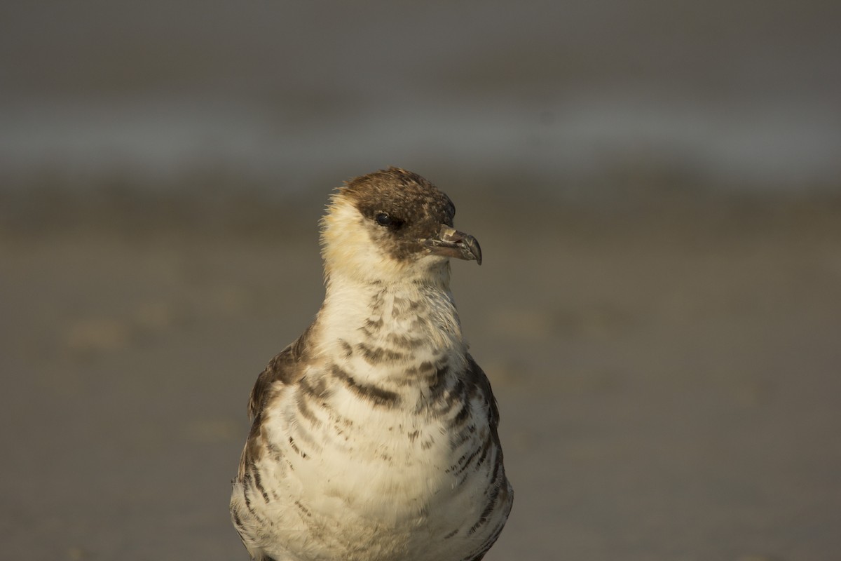 Pomarine Jaeger - ML75583811