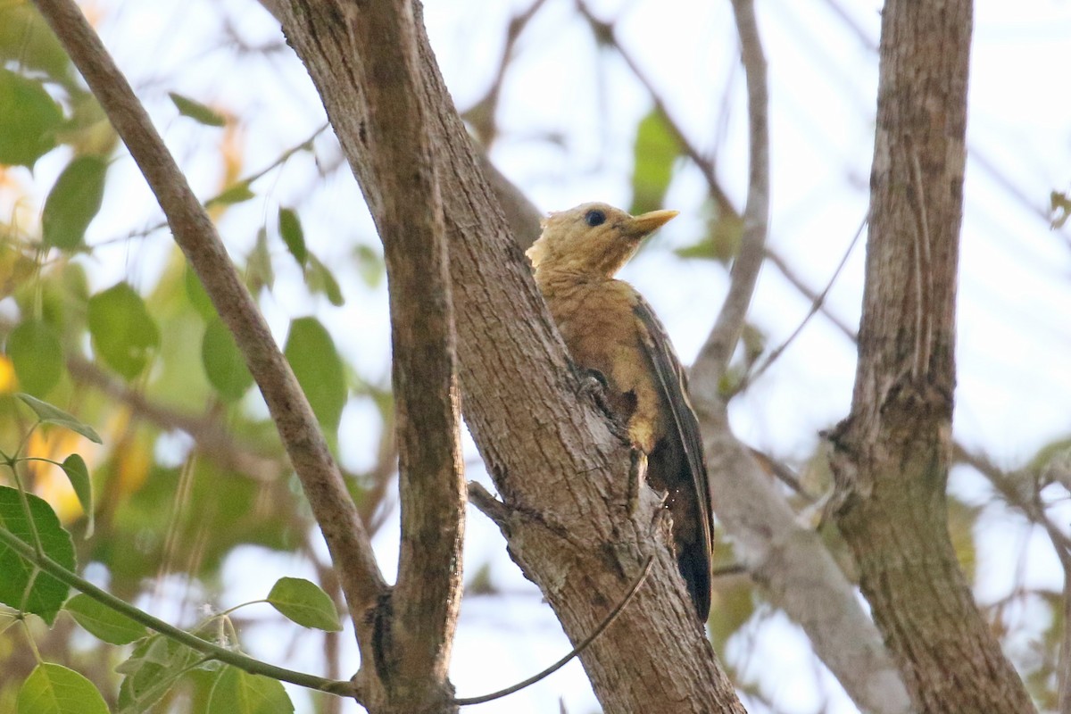 Cream-colored Woodpecker - David Lang