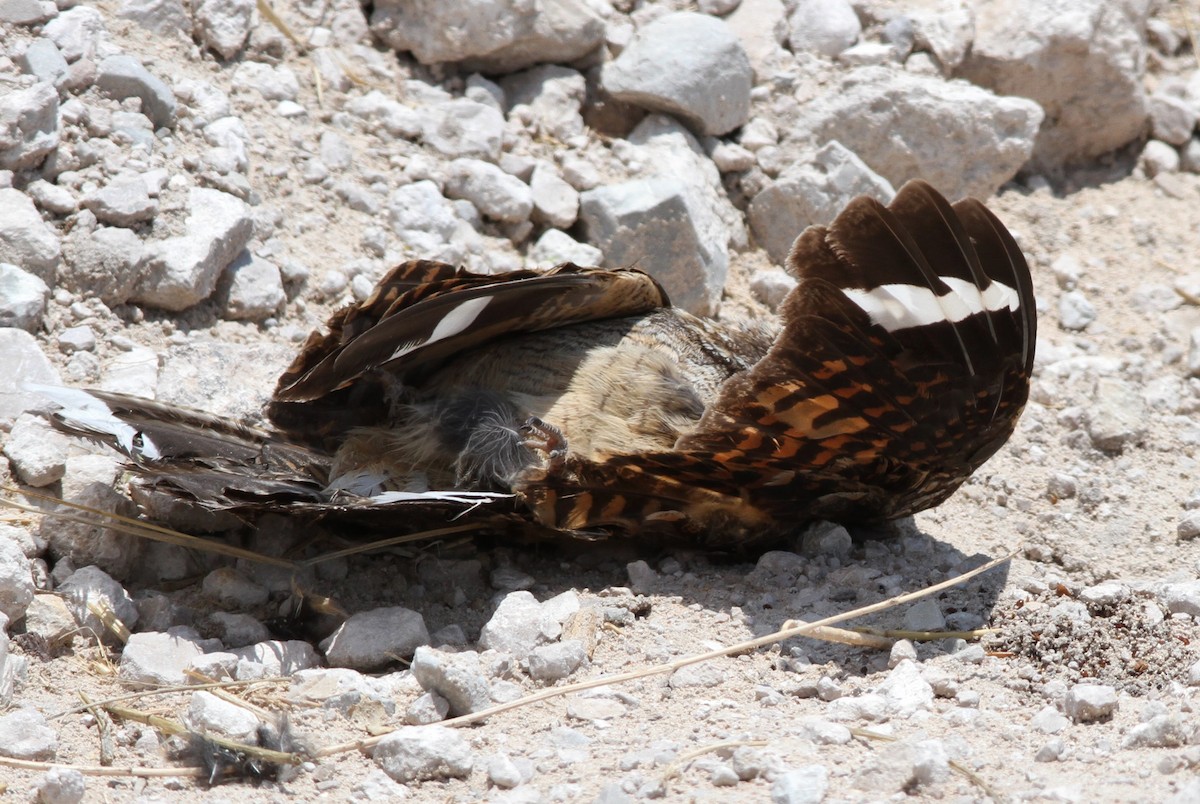 Rufous-cheeked Nightjar - ML75584021