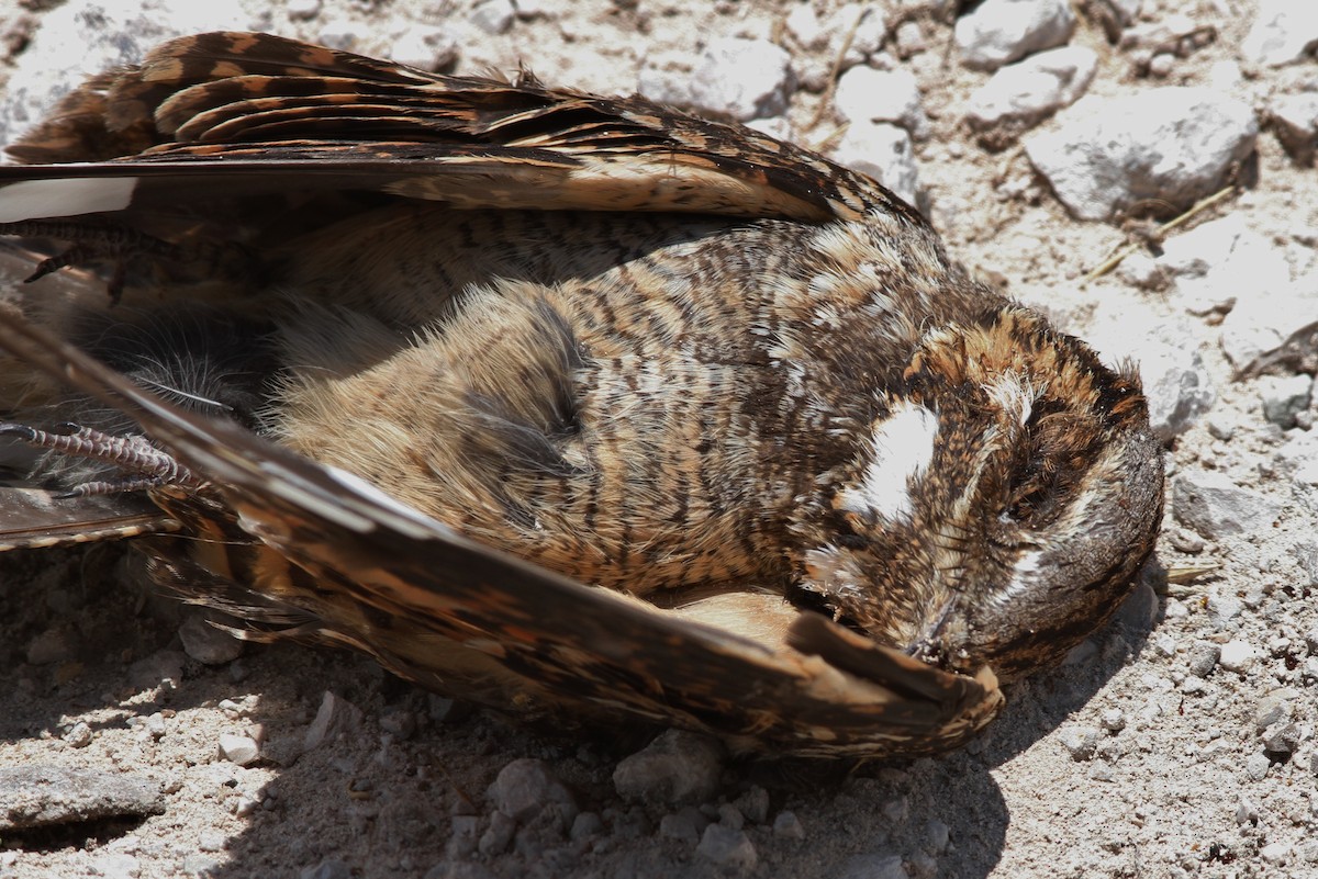 Rufous-cheeked Nightjar - ML75584041