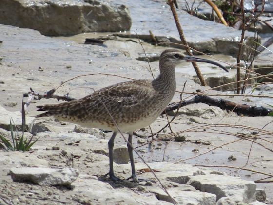 Whimbrel - ML75584581