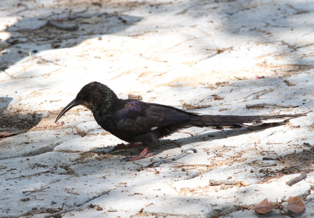 Abubilla Arbórea Violeta (damarensis) - ML75584651