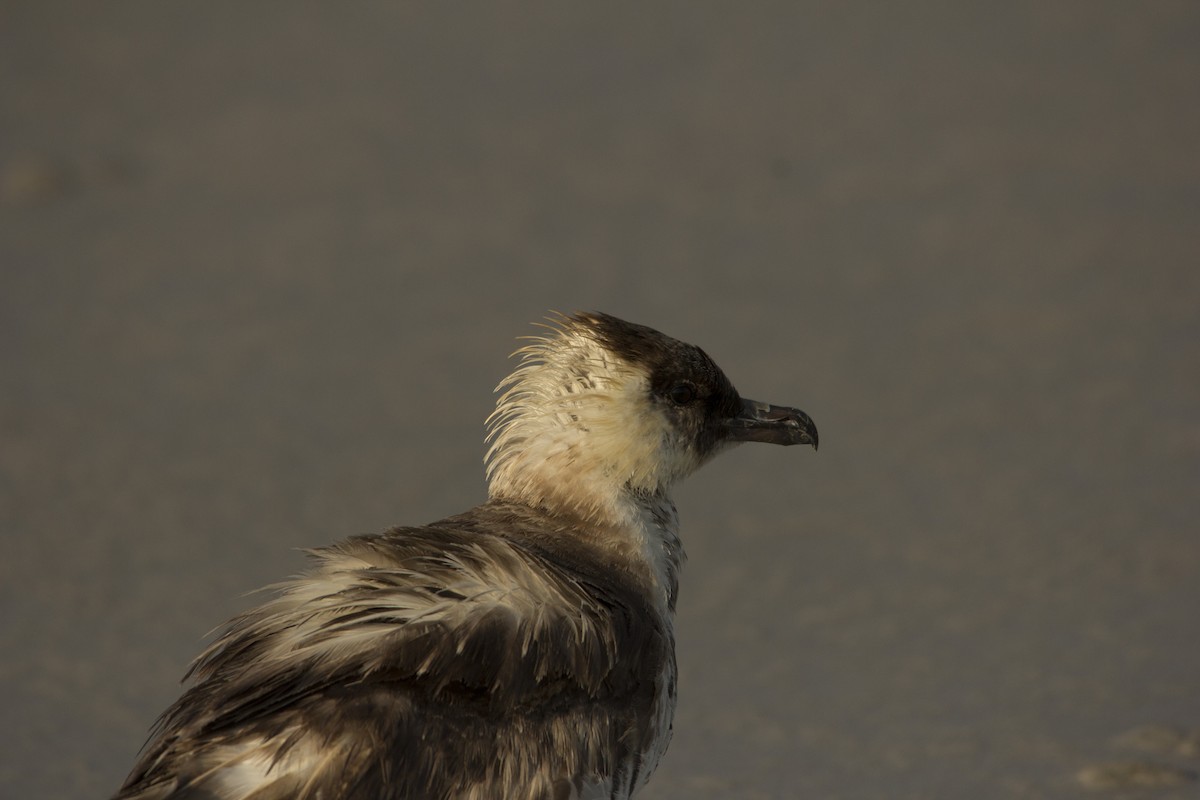 Pomarine Jaeger - ML75584841