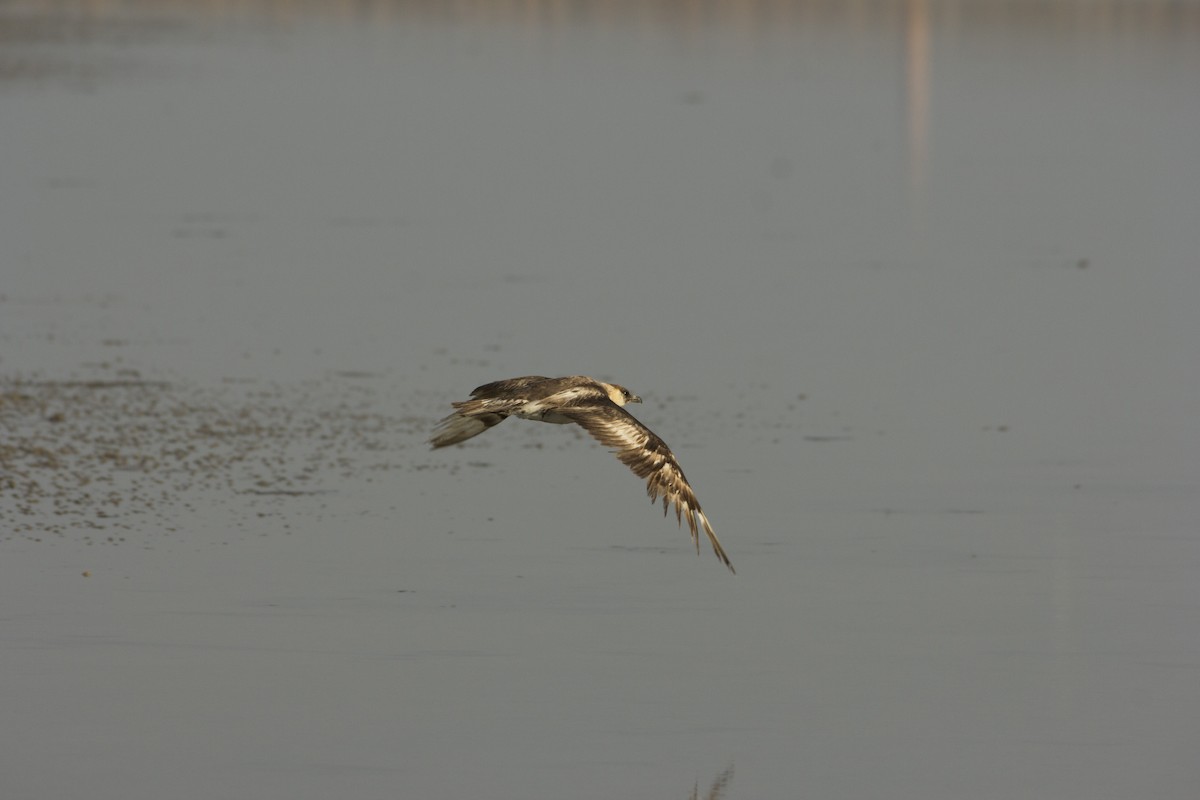 Pomarine Jaeger - ML75584861