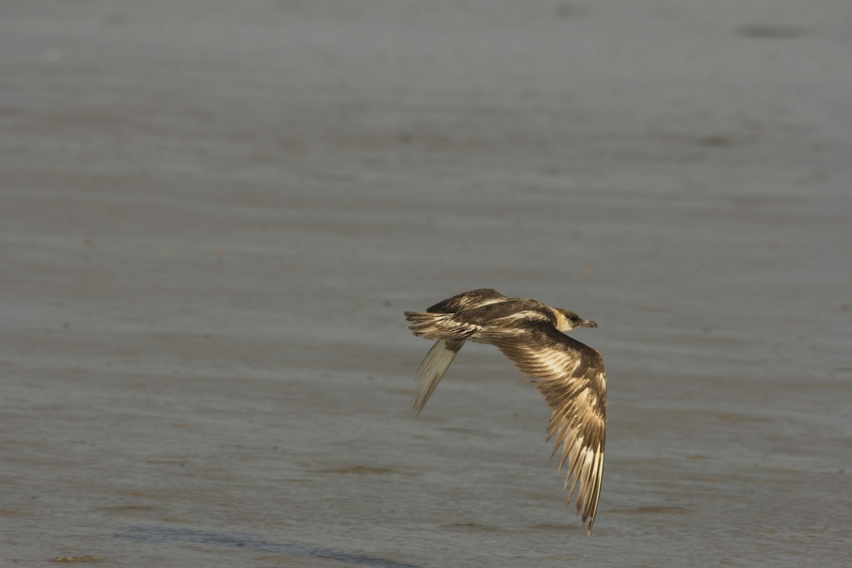 Pomarine Jaeger - Vinoba Anand