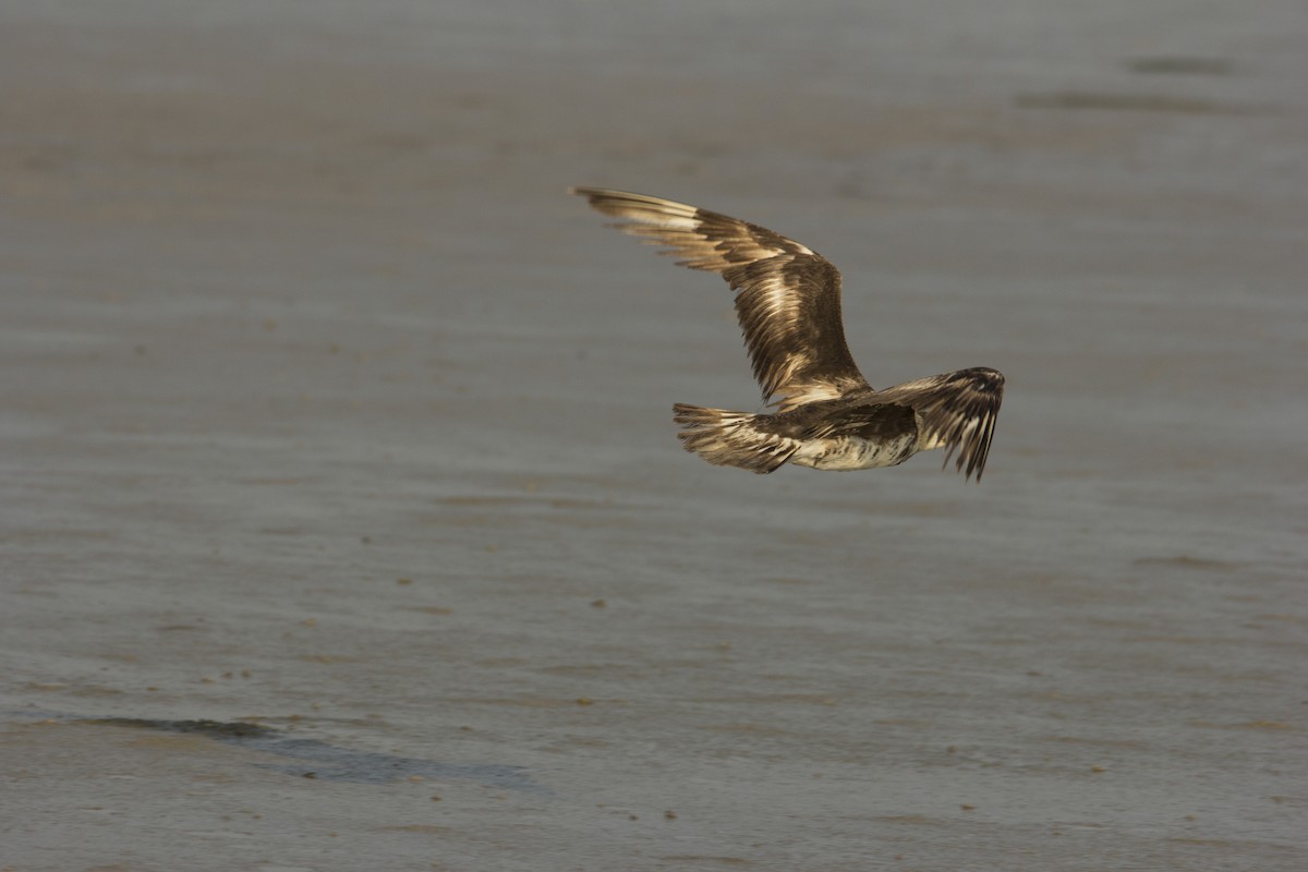 Pomarine Jaeger - ML75584891