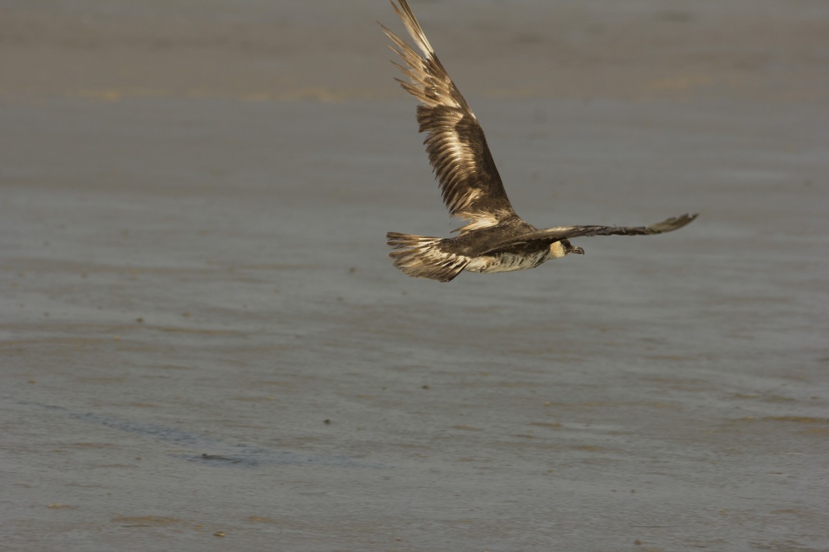 Pomarine Jaeger - Vinoba Anand