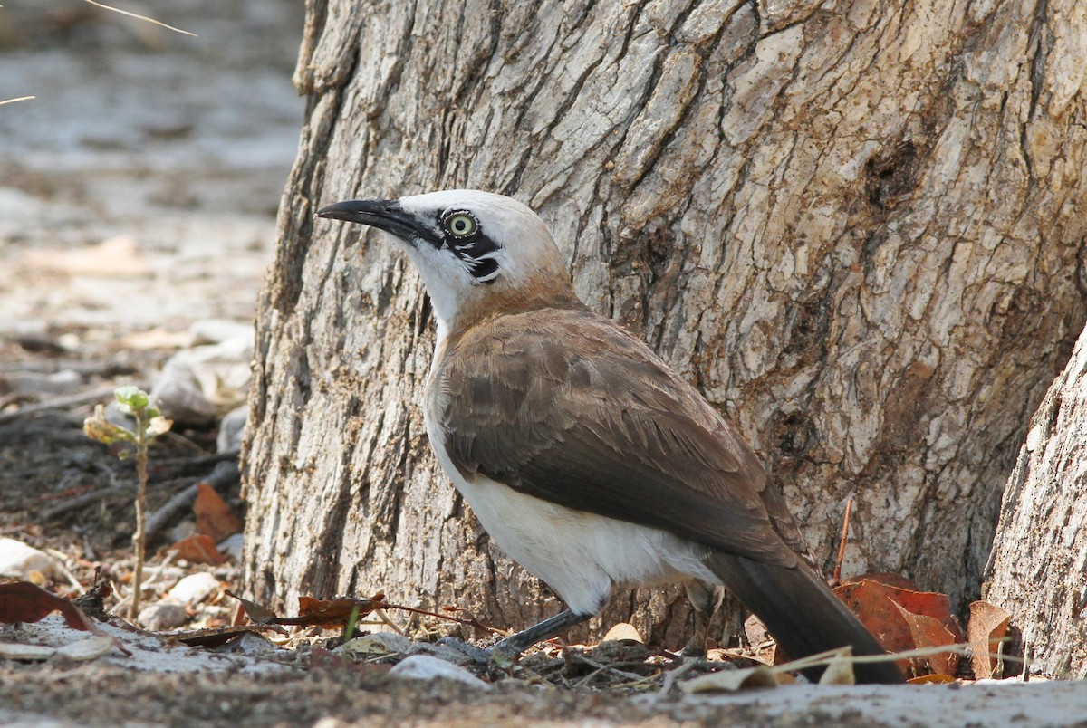 Bare-cheeked Babbler - ML75585251