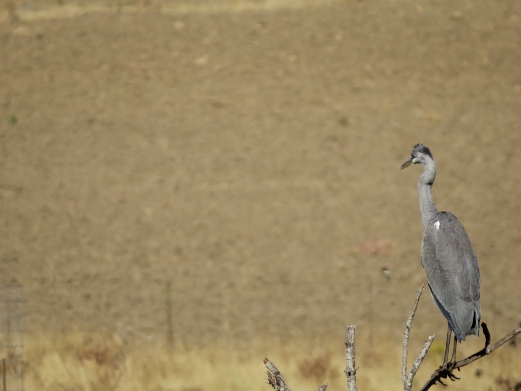 Gray Heron - ML75585281