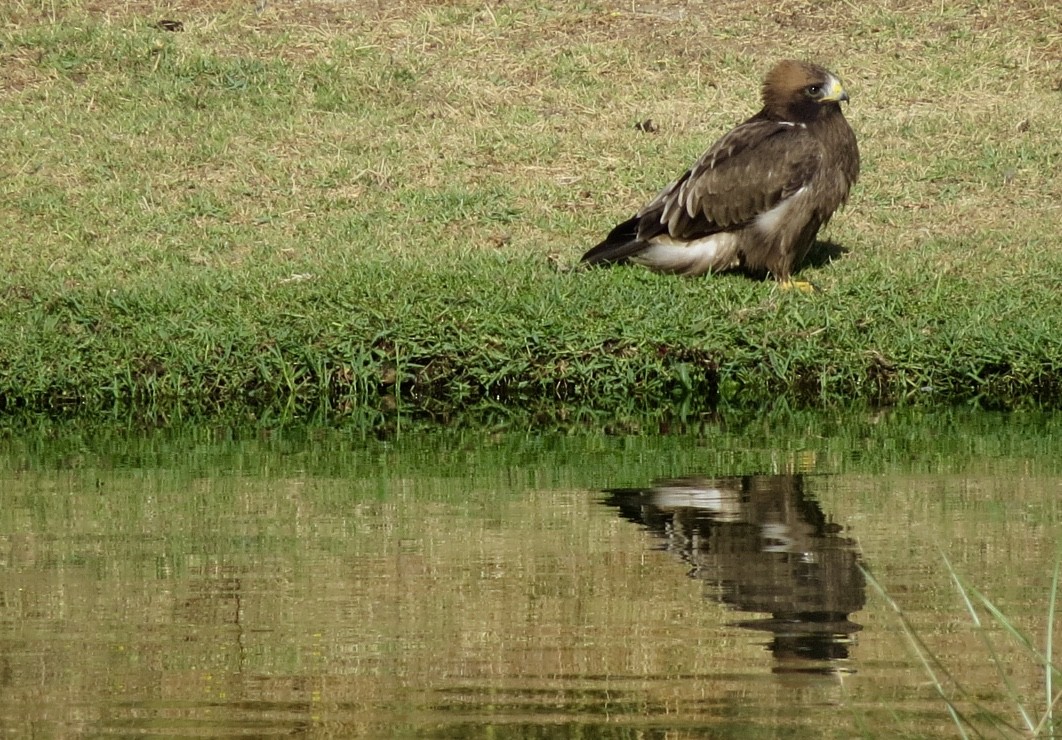 Booted Eagle - Catalina Castillo