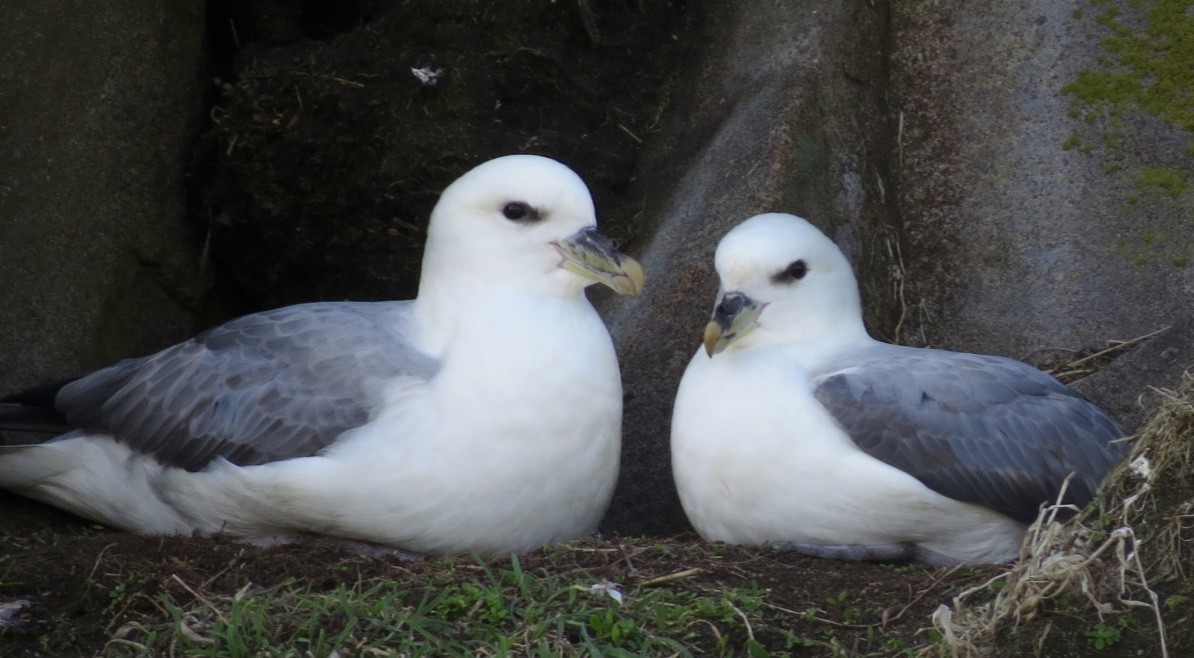 Northern Fulmar - ML75585461