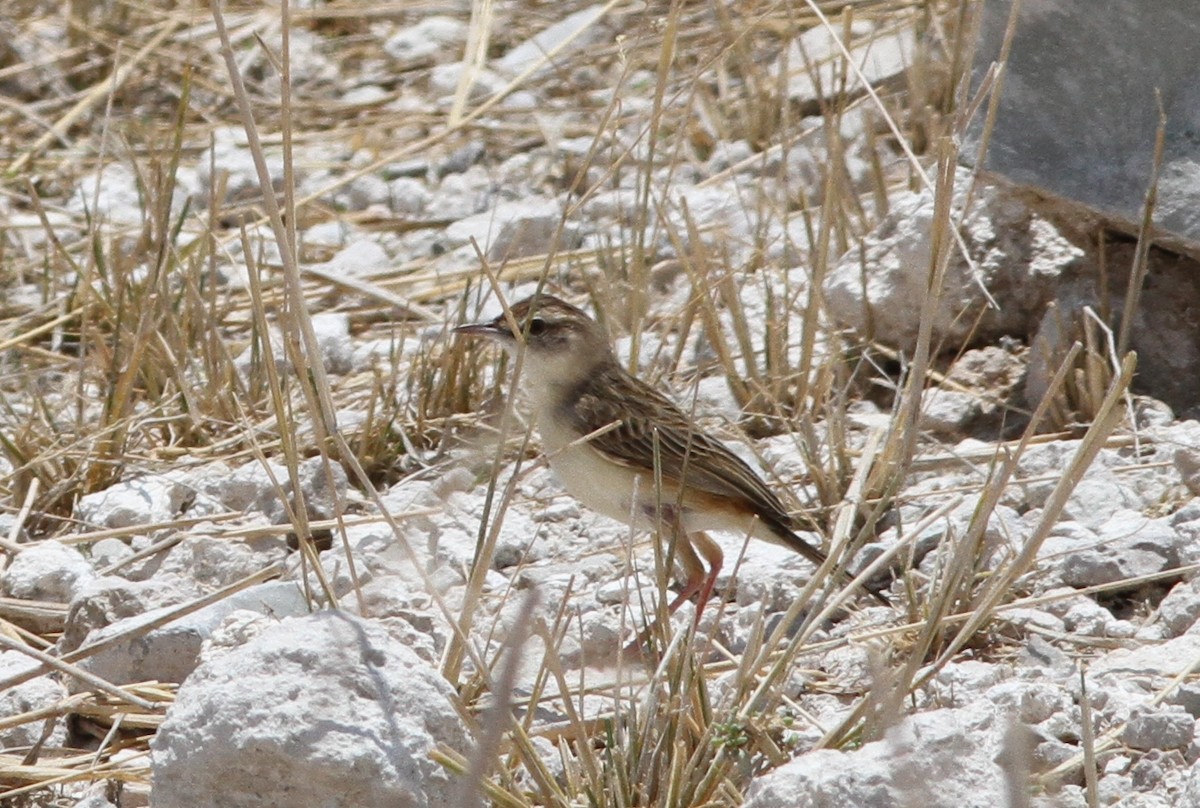 Desert Cisticola - ML75585551