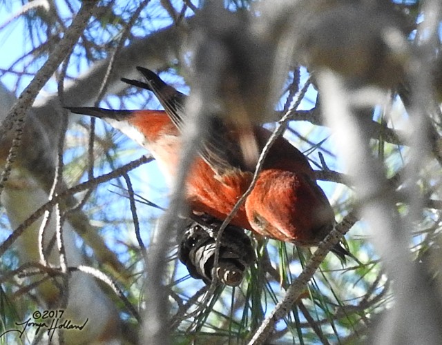 Red Crossbill - ML75585771