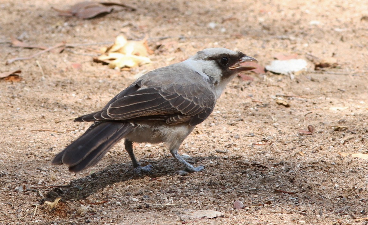 White-crowned Shrike - John Martin