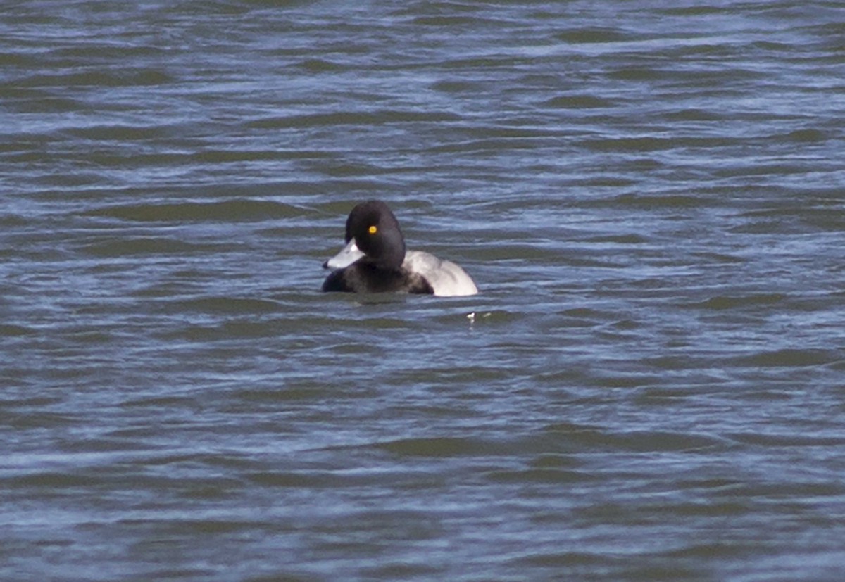 Lesser Scaup - ML75586671