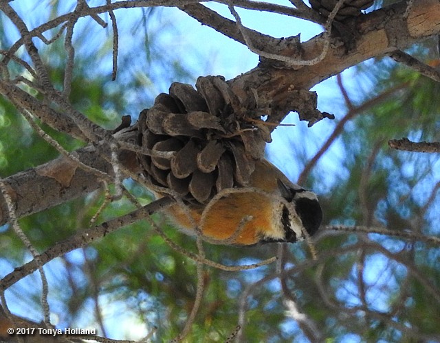 Red-breasted Nuthatch - ML75586741