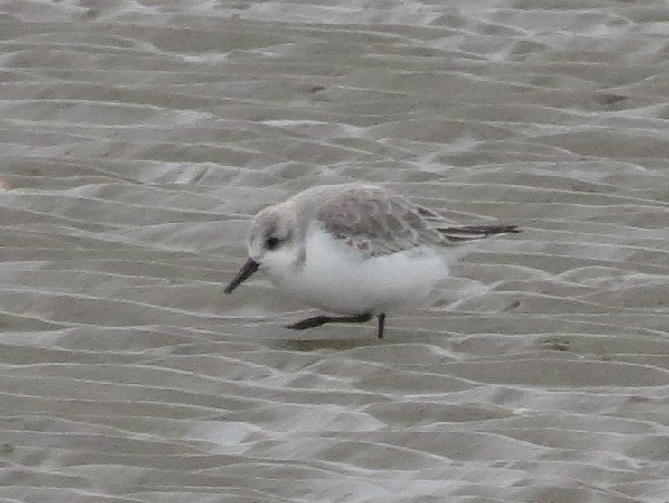 Sanderling - Willson Gaul