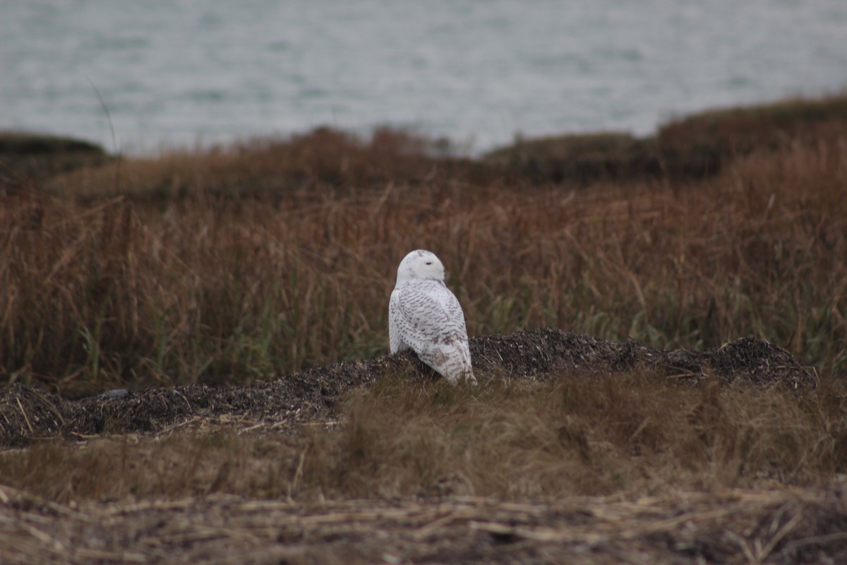 Snowy Owl - ML75588601