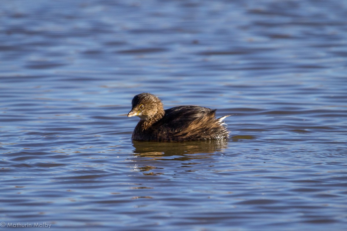 Pied-billed Grebe - Mathurin Malby